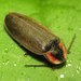 Winter Firefly - Photo (c) Katja Schulz, some rights reserved (CC BY)