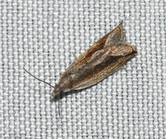 Ancylis diminuatana