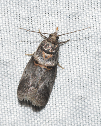 Hickory Shoot Borer Moth (Acrobasis caryae) · iNaturalist