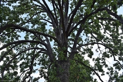 Quercus stellata