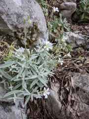 Cerastium biebersteinii