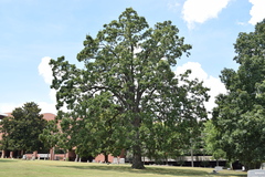 Quercus stellata