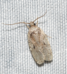Agonopterix curvilineella