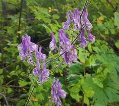 Aconitum septentrionale