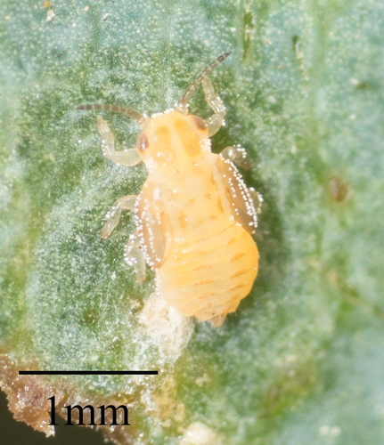 Red Gum Lerp Psyllid