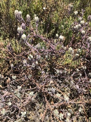 Chloropyron maritimum maritimum