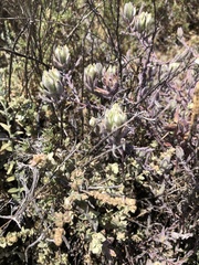 Chloropyron maritimum maritimum