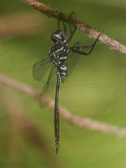 Somatochlora filosa