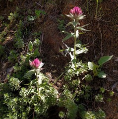 Castilleja parviflora olympica
