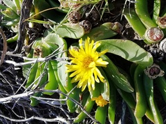 Glottiphyllum longum