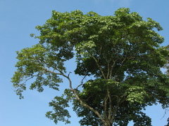 Handroanthus