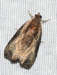 Olethreutes inornatana