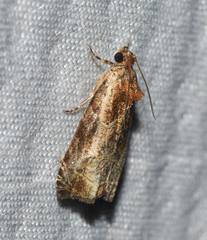 Olethreutes inornatana