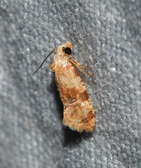 Cochylis bucera