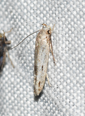 Mompha brevivittella