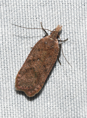 Dichomeris ventrellus