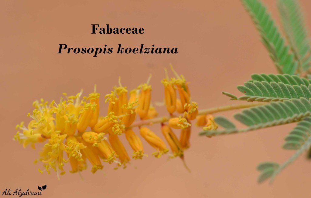 Prosopis koelziana Burkart 2