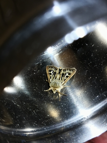 Antler Moth, 6814 GR Arnhem, Niederlande, photo 8 of 10