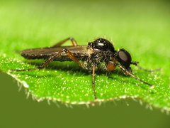 Bibio articulatus