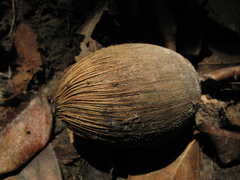Attalea cohune