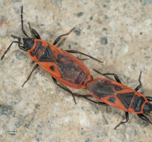 Mediterranean red bug
