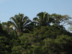 Attalea cohune