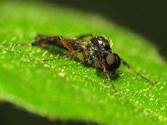 Bibio articulatus