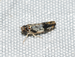Scaphoideus obtusus