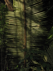 Attalea cohune