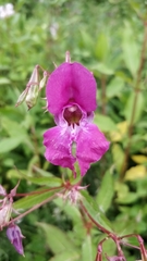 Impatiens glandulifera
