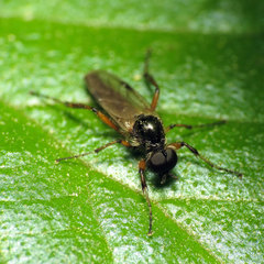 Bibio articulatus