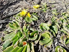 Glottiphyllum longum