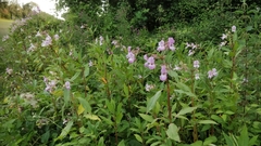 Impatiens glandulifera