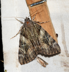 Catocala blandula