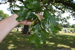 Quercus stellata