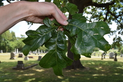 Quercus stellata