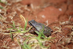 Hyla eximia