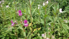 Impatiens glandulifera