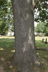 Quercus stellata