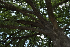 Quercus stellata