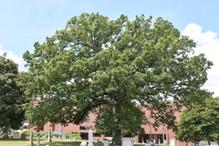 Quercus stellata