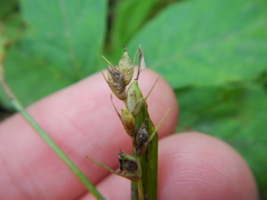 Carex oligocarpa