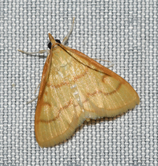 Helvibotys helvialis