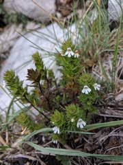 Euphrasia taurica