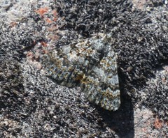 Paranotoreas brephosata