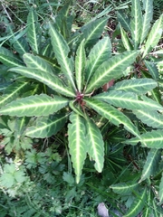 Impatiens omeiana