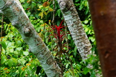 Tillandsia capitata