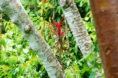 Tillandsia capitata