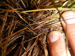 Carex oligocarpa