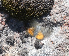 Paranotoreas brephosata